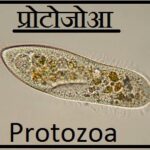 Protozoa se Hone Wale Rog | प्रोटोजोआ से होने वाले रोग